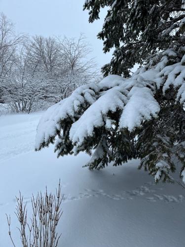 Snow on the trees may be beautiful, but the weight can be ...