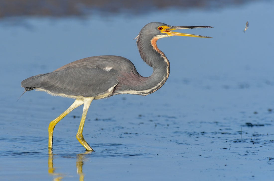 Morrison: Florida's fish, birds, tourism all infected by red tide ...