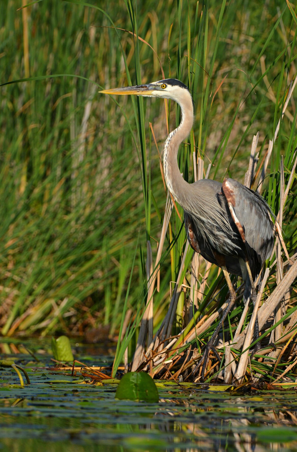 late bird migration and late winter