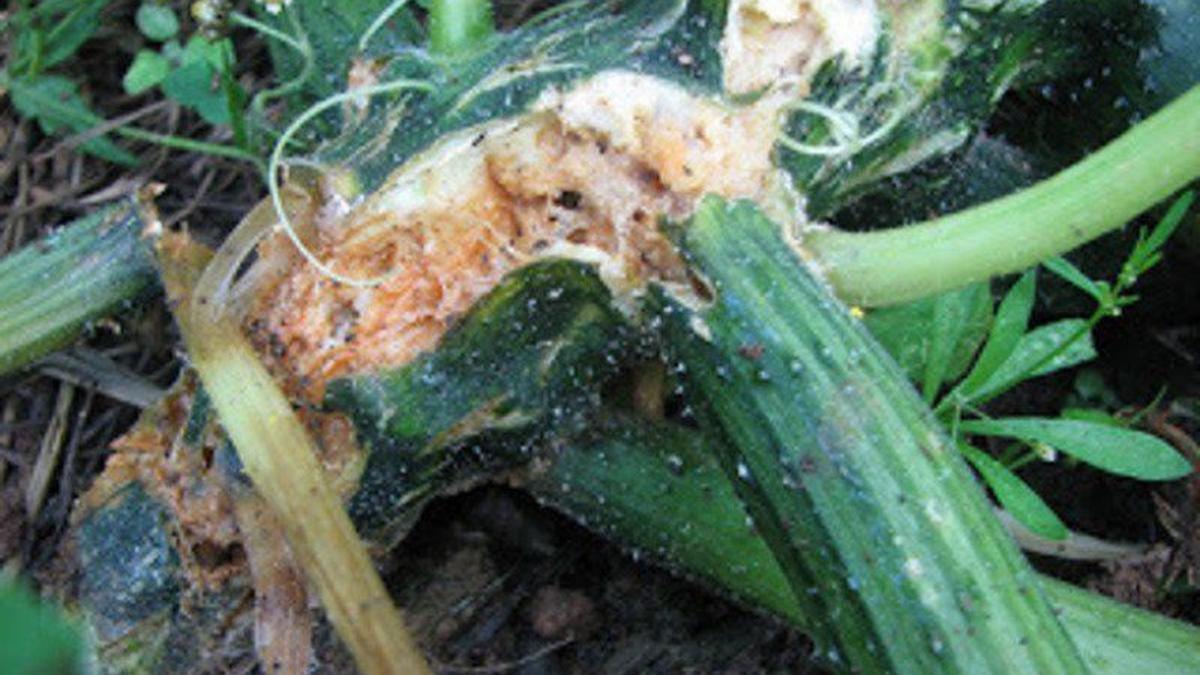 The Dreaded Squash Vine Borer And Other Horrible Garden Tales