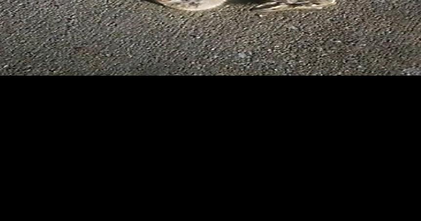 Ask Us: Headless rabbit, guinea fowl survived long winter | Local News ...