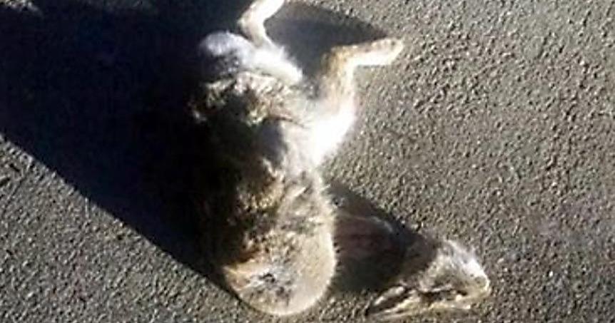 Ask Us: Headless rabbit, guinea fowl survived long winter | Local News ...