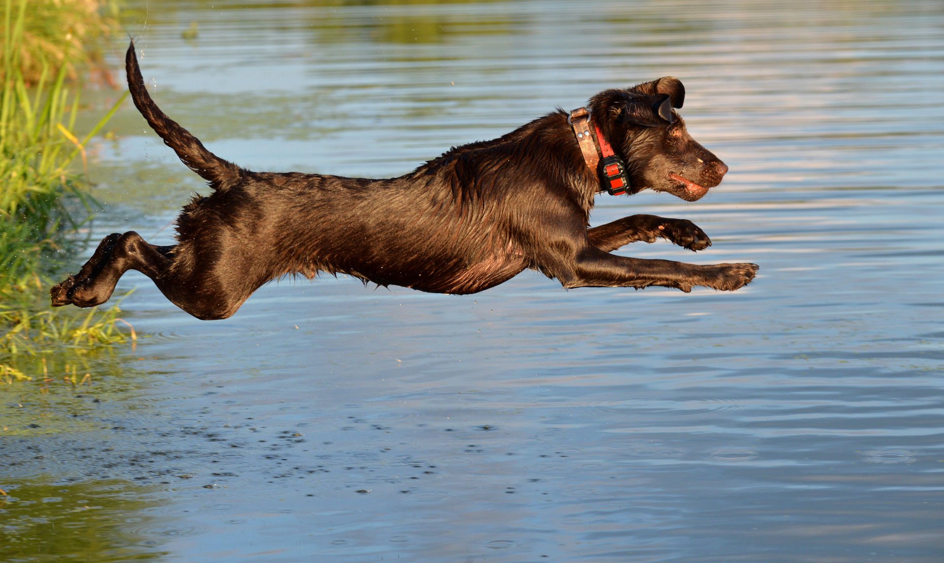 best dog breeds for dock diving
