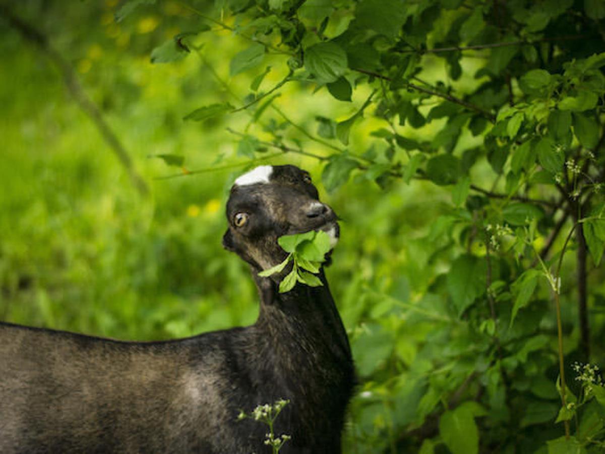 Can Goats Eat Oak Leaves