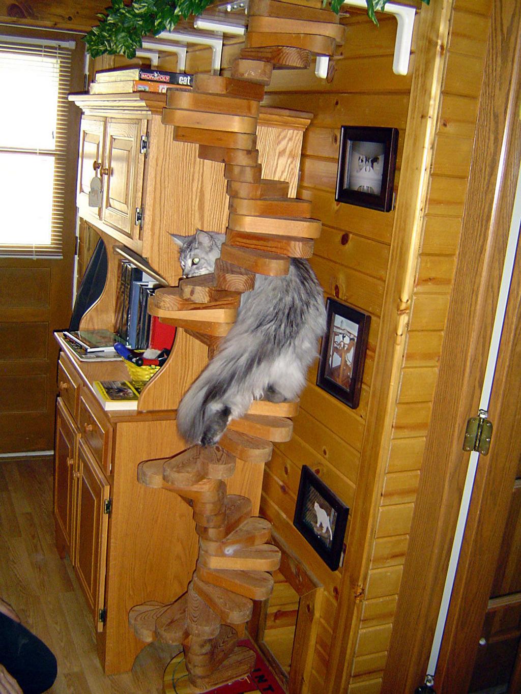 Man S Home Is A Cat Castle Local News Mankatofreepress Com