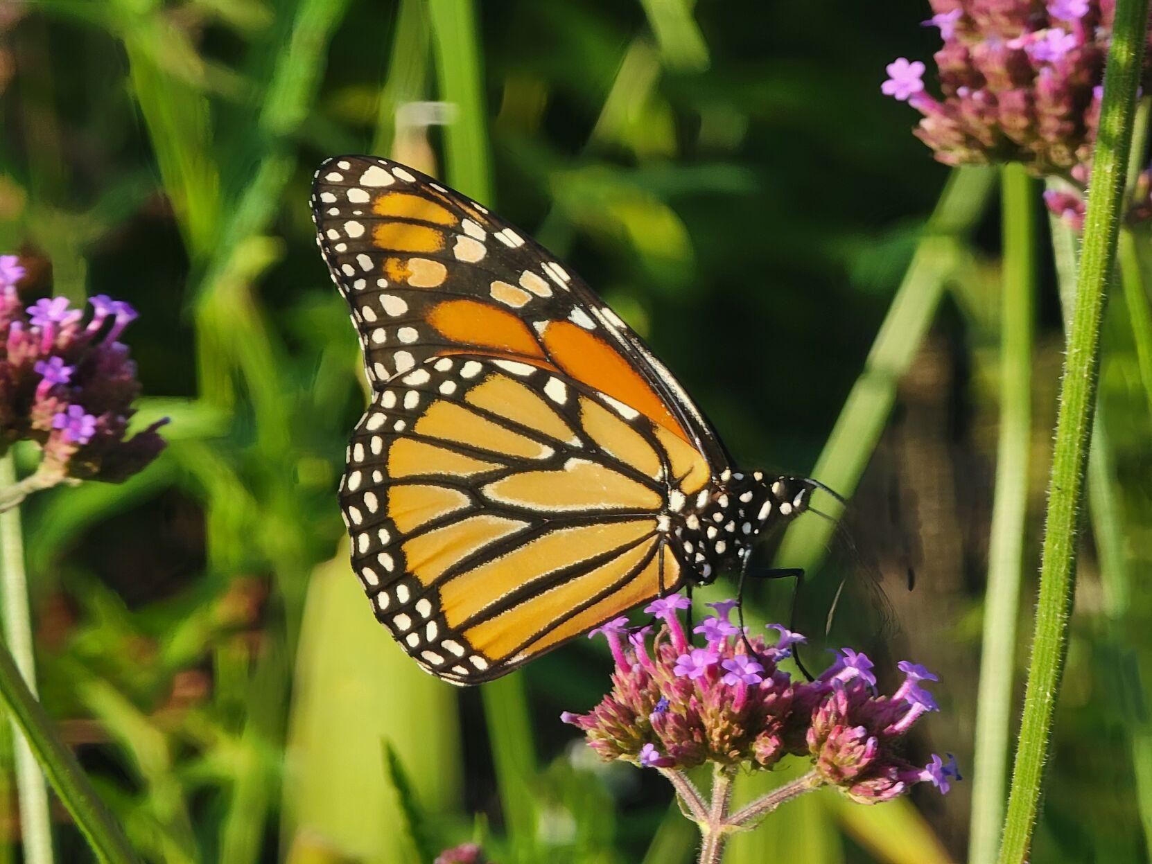 Bees and other pollinators ready for winter | Local News ...