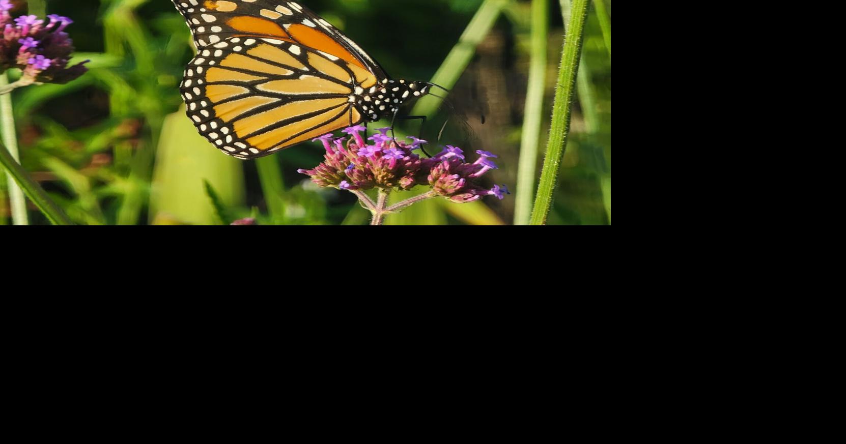 Bees and other pollinators ready for winter | Local News ...