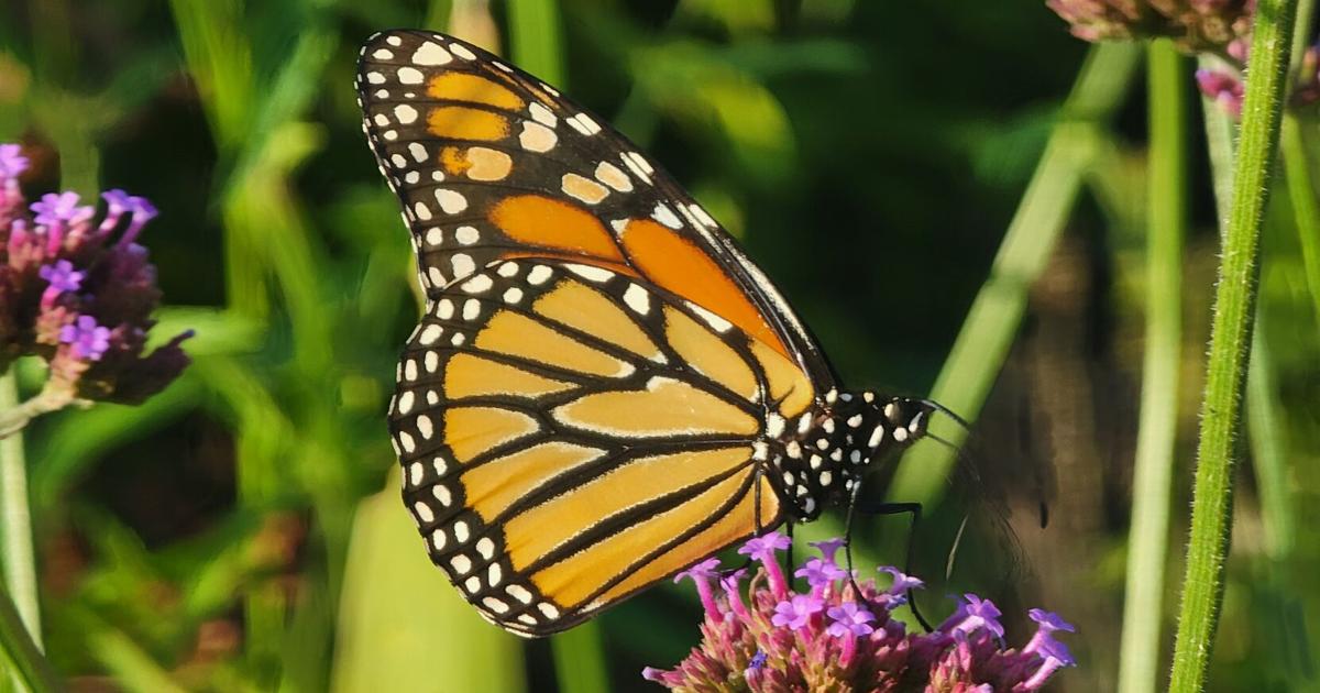 Pollinators Vip Bees and other pollinators ready for winter | Local News ...