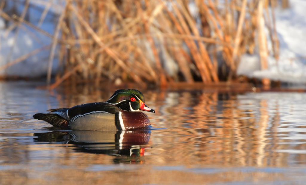 Morrison: Minnesota's spring waterfowl migration provides relaxation,  reflection, Local Sports