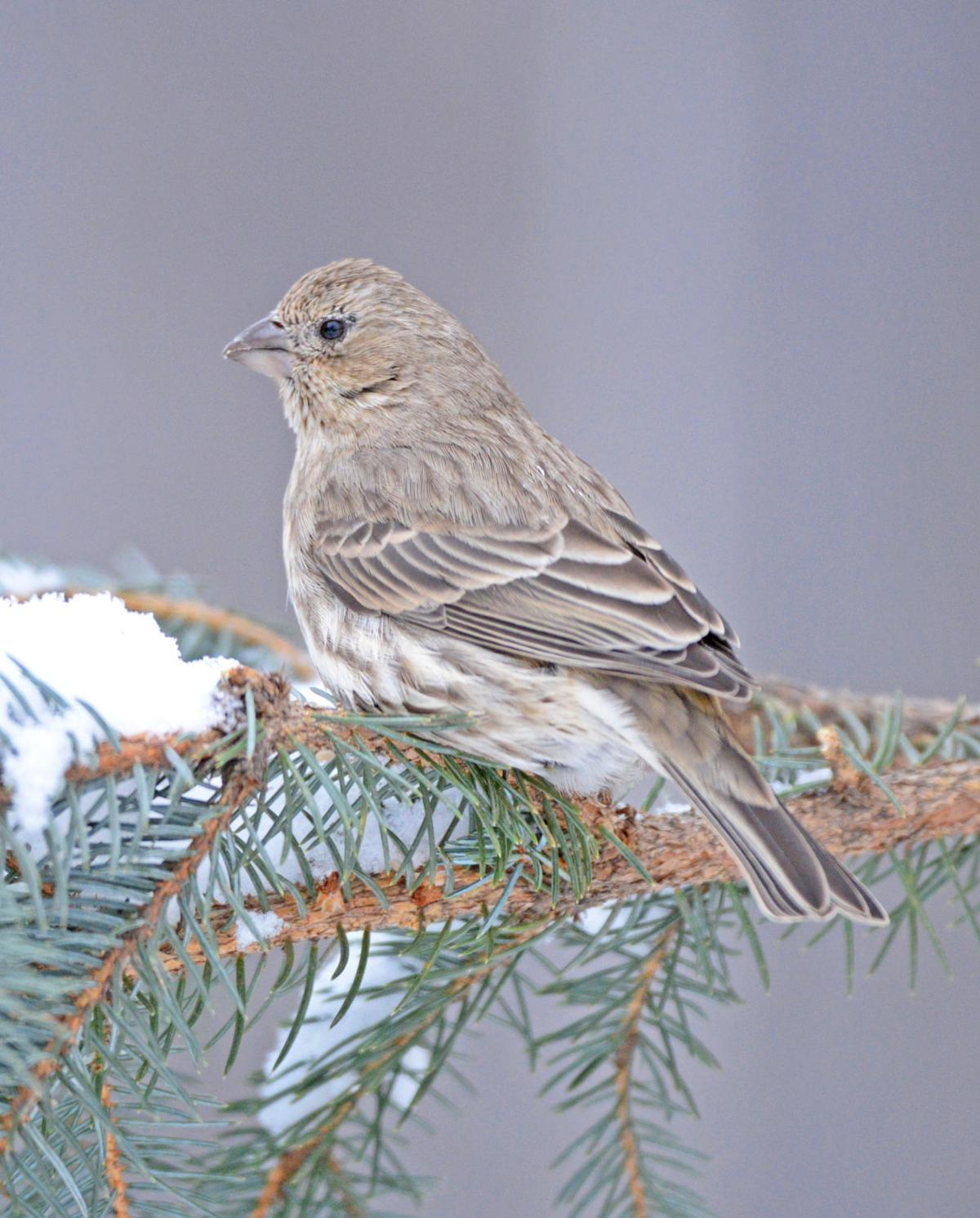 Outdoors Column In Harsh Winter Backyard Can Be A Birding
