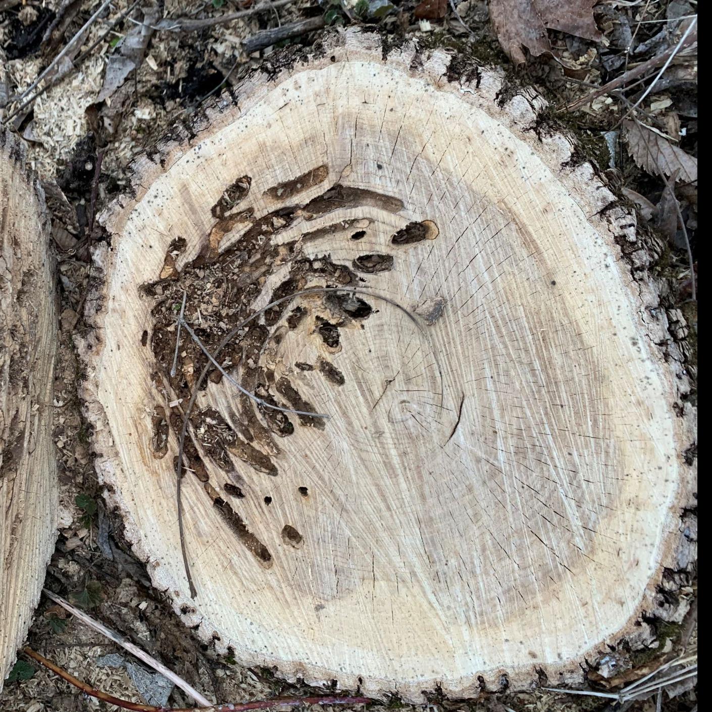 Gardening column: Sometimes dying trees aren't obvious to ...