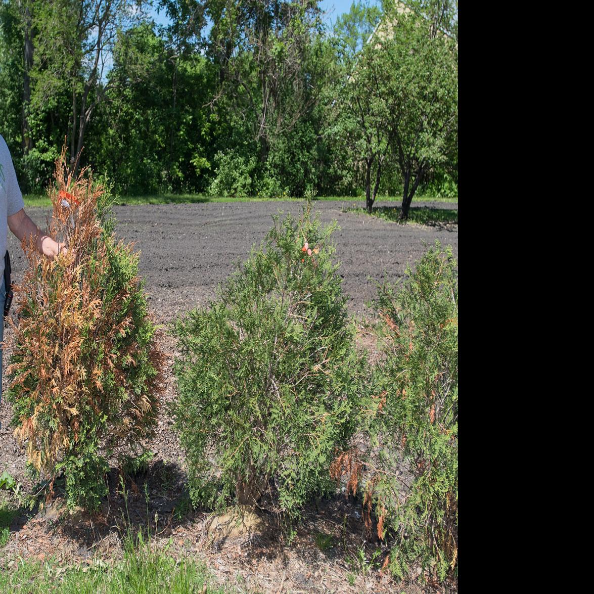 Browning Evergreens May Recover Winter Burn The Culprit Local News Mankatofreepress Com