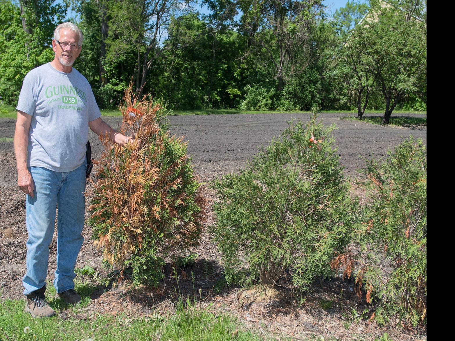 Browning Evergreens May Recover Winter Burn The Culprit Local