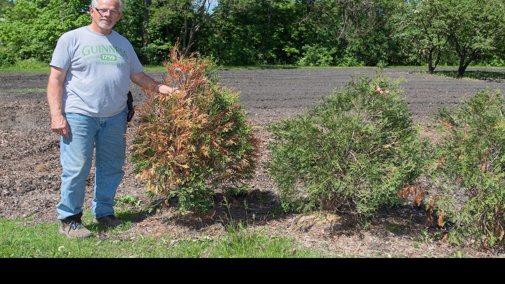 Browning Evergreens May Recover Winter Burn The Culprit Local