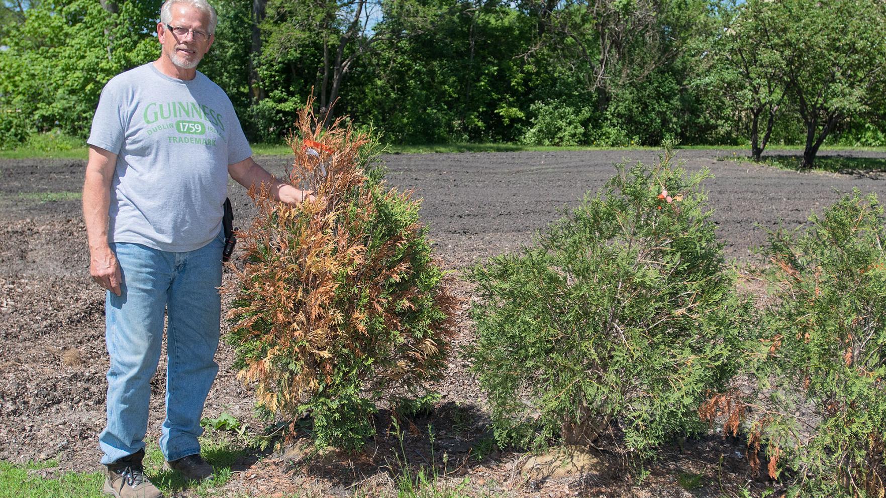 Browning Evergreens May Recover Winter Burn The Culprit Local