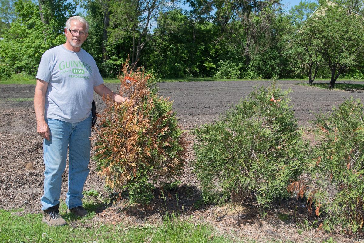 Browning Evergreens May Recover Winter Burn The Culprit Local News Mankatofreepress Com