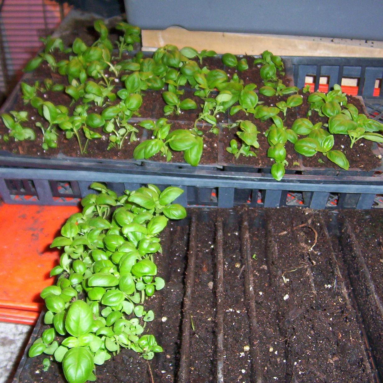 Gardening Column Pick Your Produce From Your Own Garden This