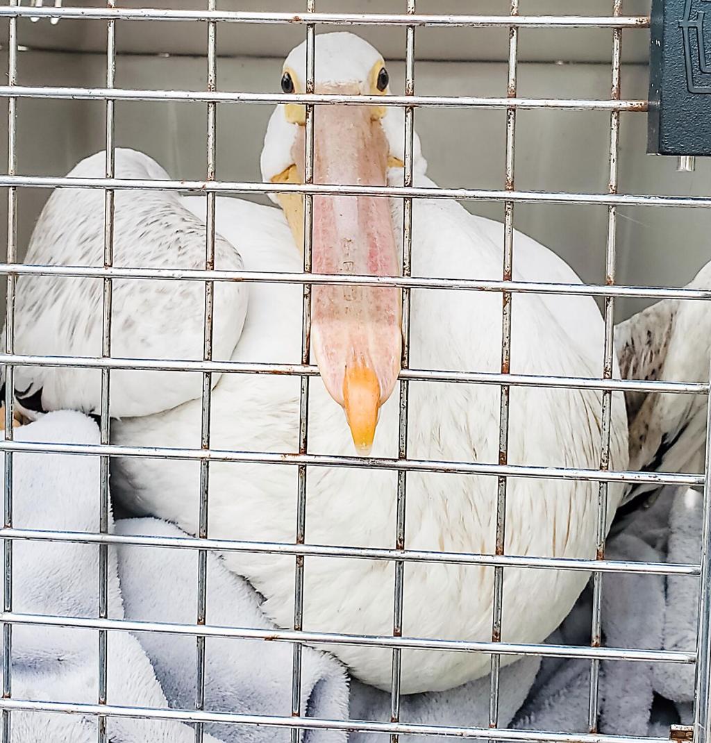 Locally famous injured pelican rescued, then euthanized ...