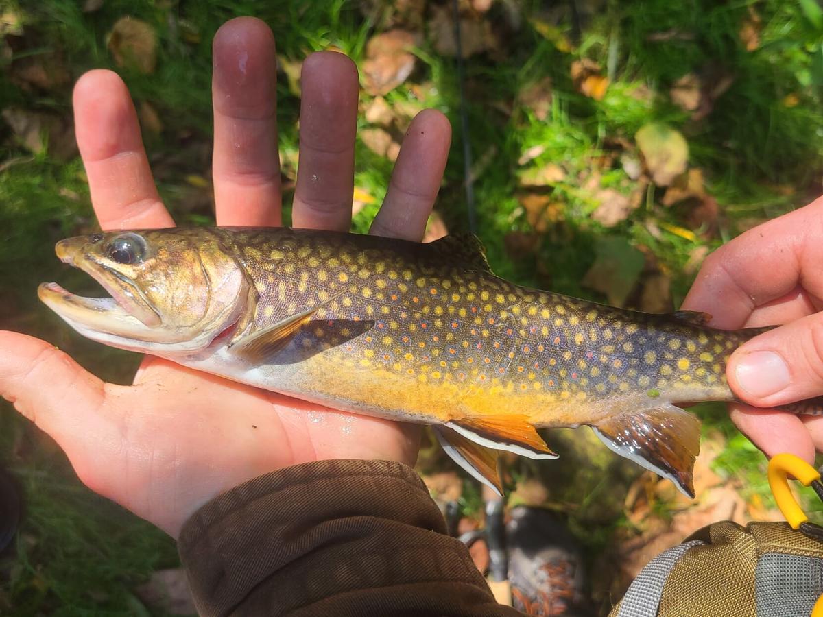 Mackenthun Late Summer Trout Fishing Is Worth The Effort Local Sports Mankatofreepress Com Mackenthun Late Summer Trout Fishing Is Worth The Effort Local Sports Mankatofreepress Com