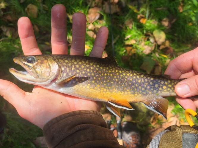 Crazy Stories From The Trout Stream - Georgia Outdoor News