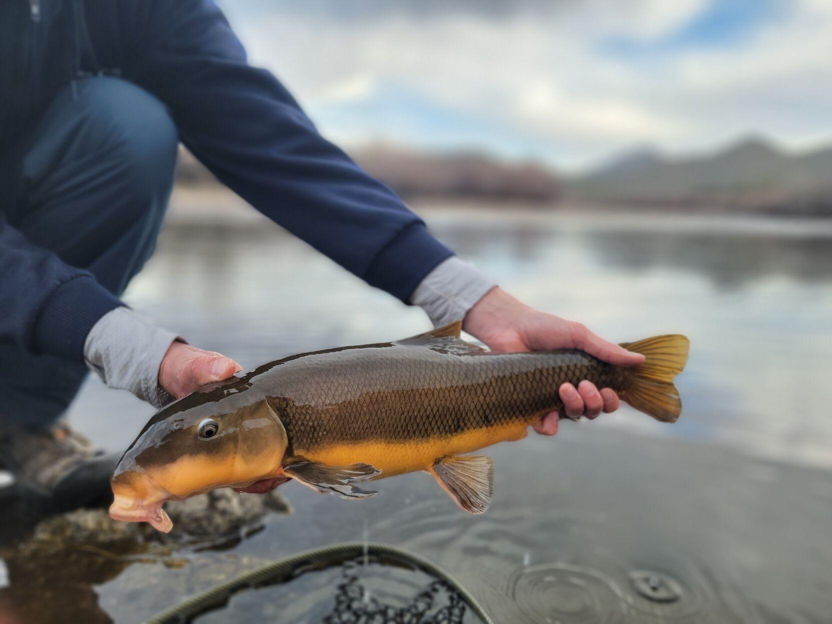 Mackenthun: Native species provide elusive prey in Arizona ...