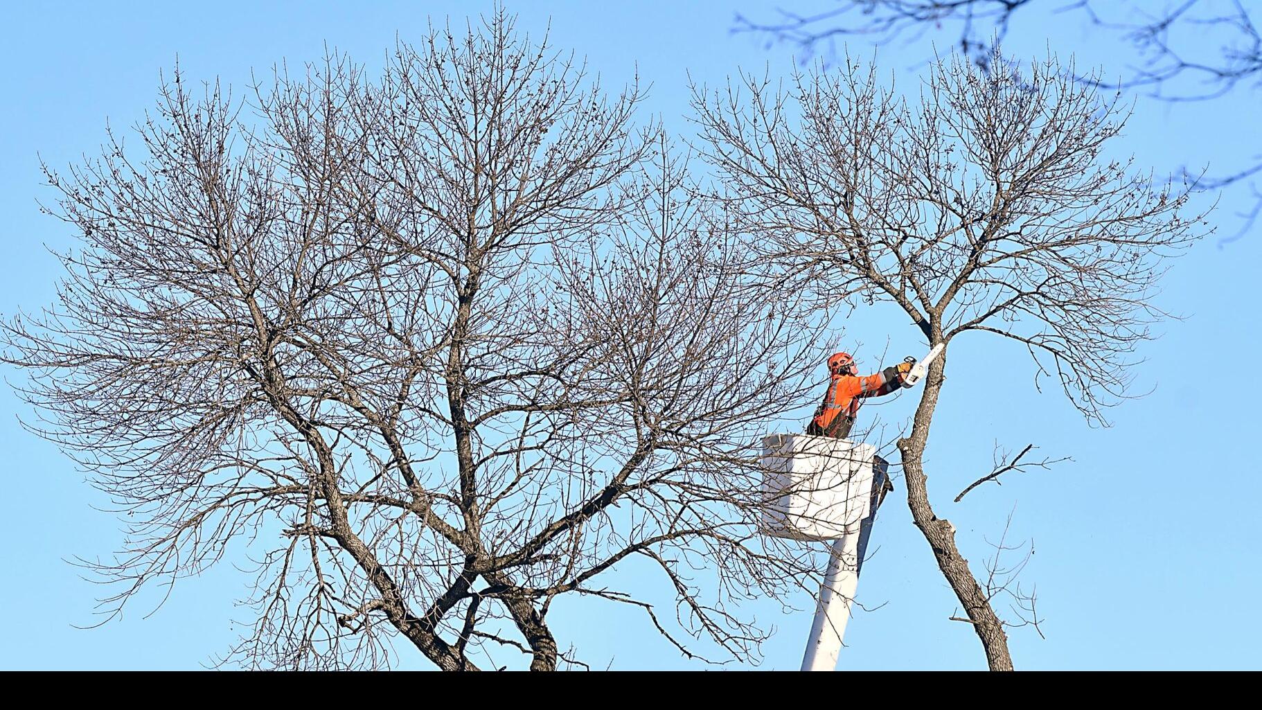 For Mankato ash tree owners, it's time to decide | Local News ...