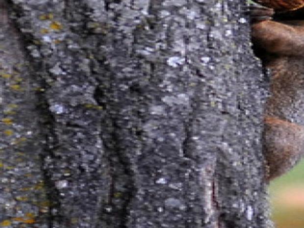 Squirrels Walnuts Drive Fall Problems Local News Mankatofreepress Com