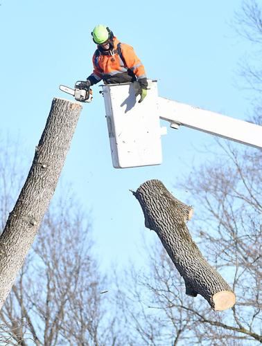 Minneopa ash trees 2 | Local News | mankatofreepress.com