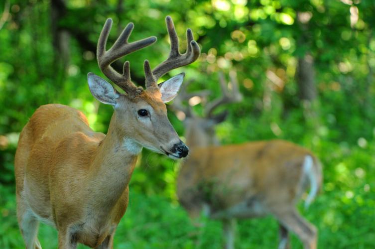 Morrison: Summer misery can lead to big bucks | Local Sports ...