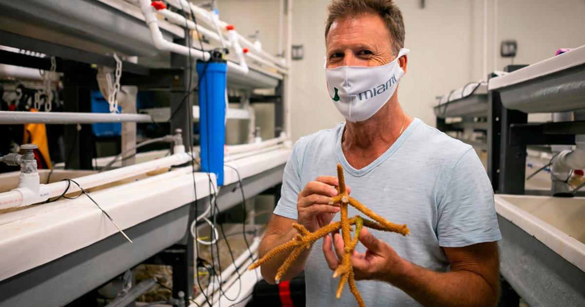 Scientists want to rescue reefs and protect Miami with tougher breeds ...
