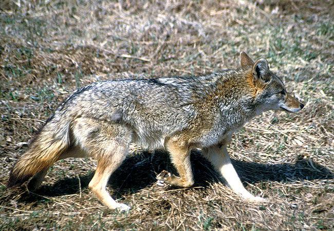 Coyote population on the rise | Local News | mankatofreepress.com