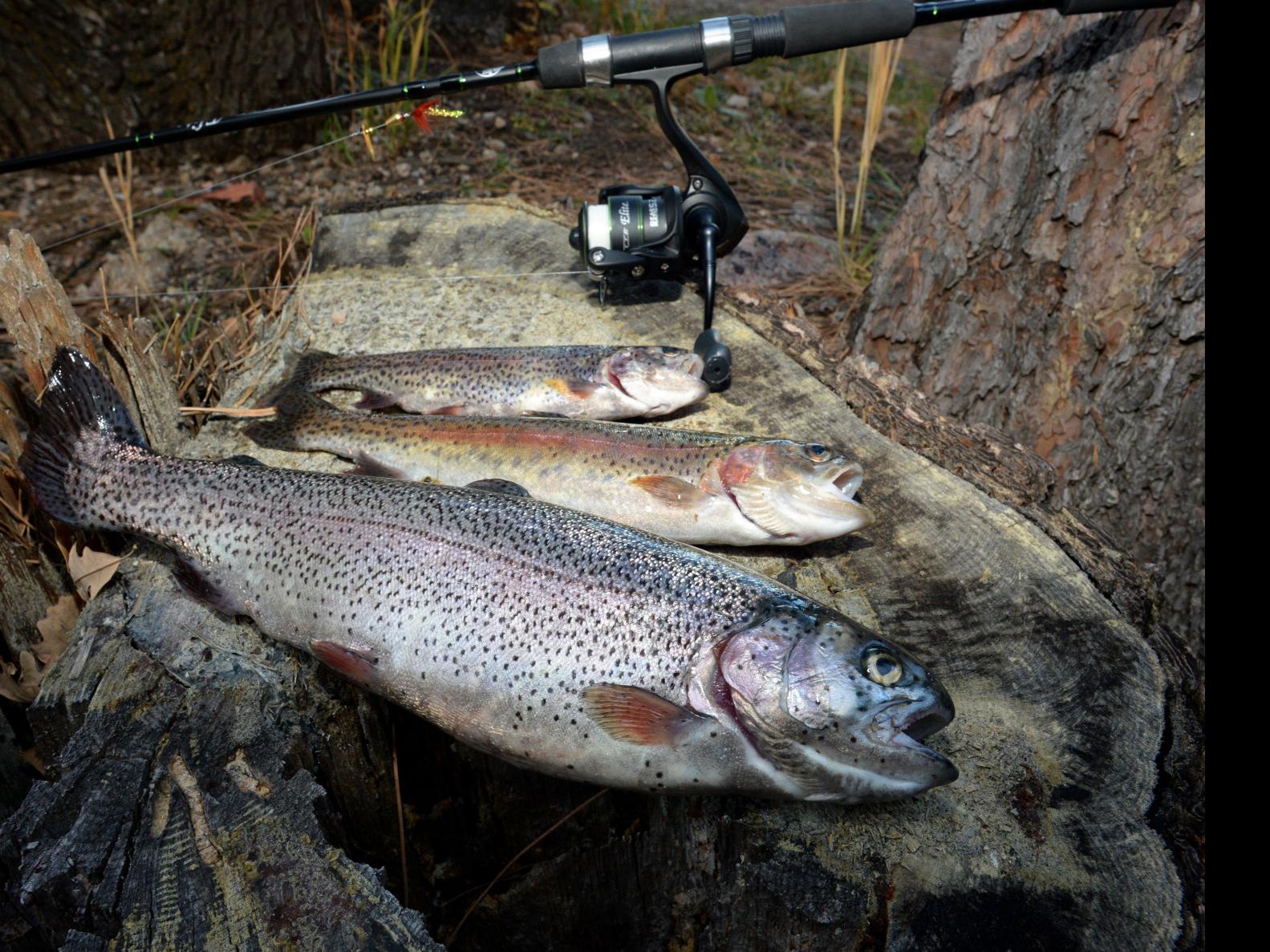 South Dakota trout stream offers plenty of action | Columns ...