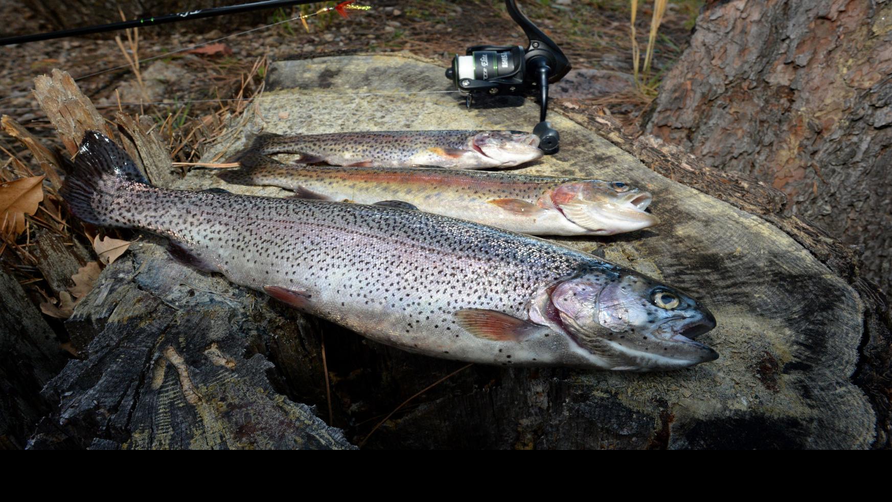 South Dakota Trout Stream Offers Plenty Of Action Columns