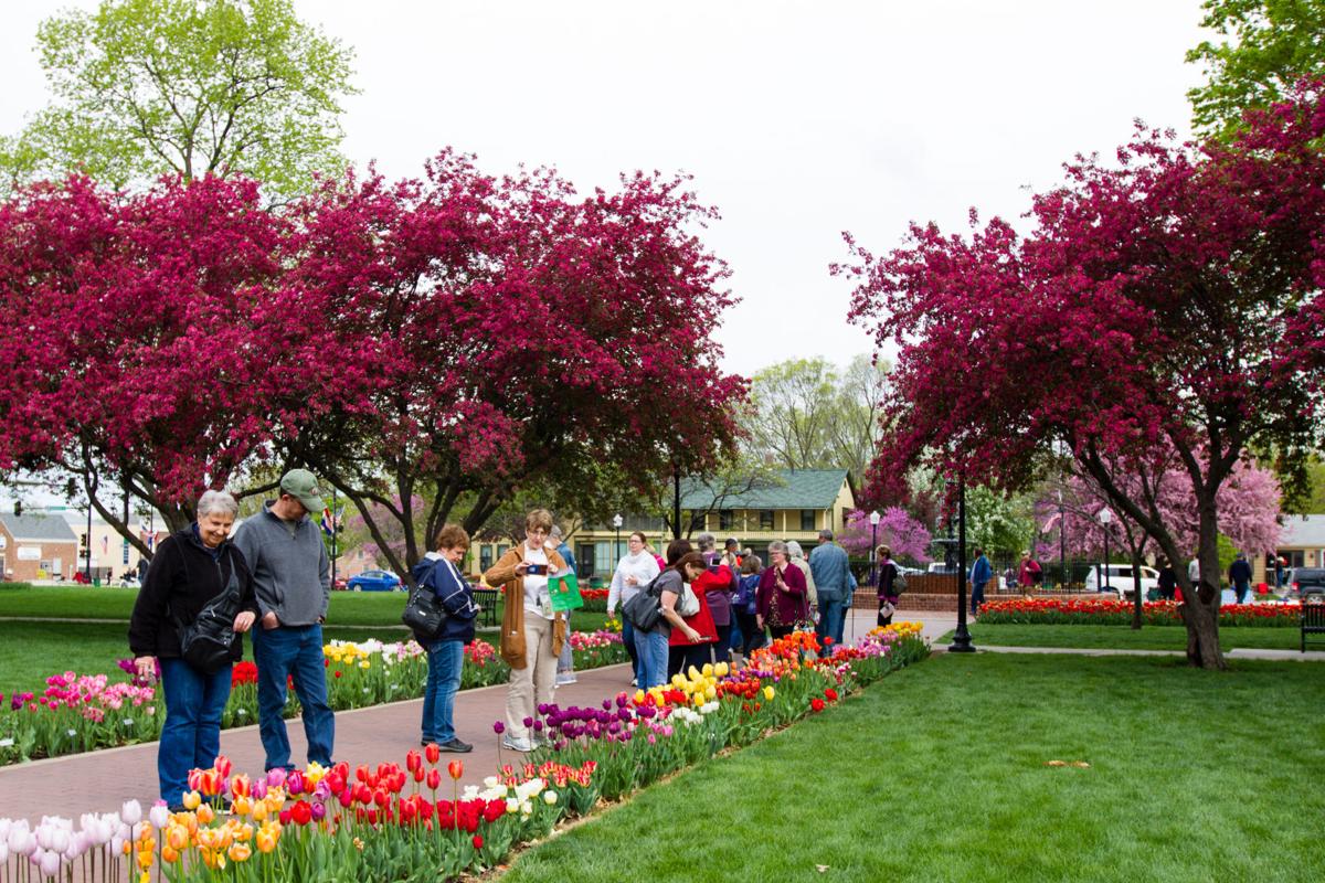Spectators view tulip varieties at 84th annual Tulip Time festival