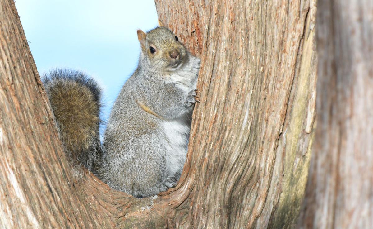 Outdoors Local Wildlife Uniquely Equipped To Handle Extreme Cold