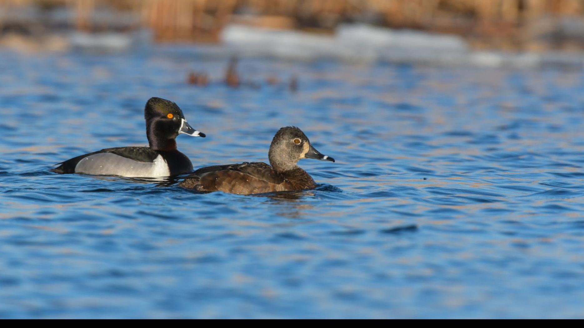 Morrison Hunters Hope Duck Season Doesn T Get Iced Out Local