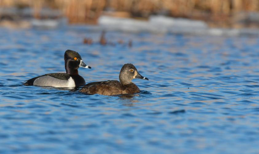 Morrison: Hunters hope duck season doesn't get iced out ...
