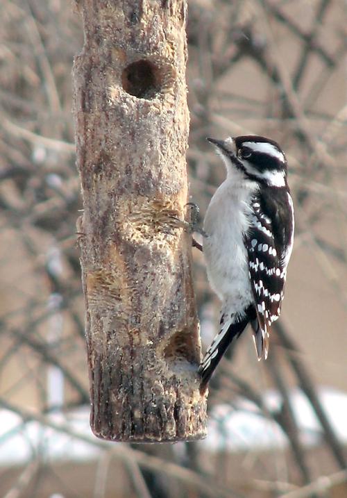 Downy woodpecker gets a meal on Record Street