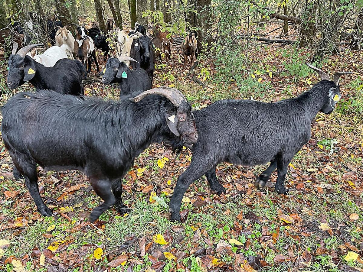 Grazing goats, popular buckthorn foes, come to Waseca County park | Local  News | mankatofreepress.com