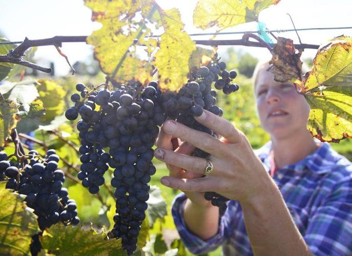 U of M center cultivates Cold-hardy Grapes | Local News ...