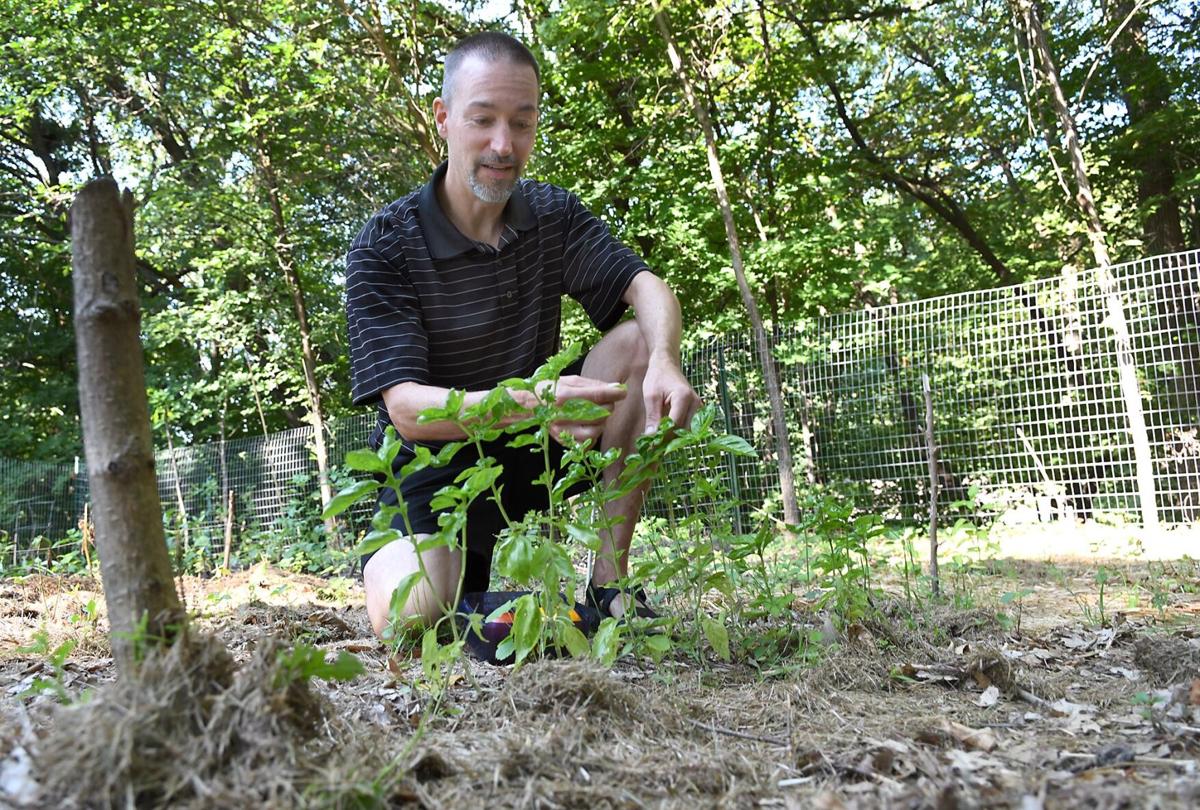 Pandemic Gardening Community Gardening Is Cool Again Lifestyles Mankatofreepress Com