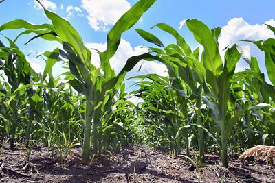 Top 10-dry corn