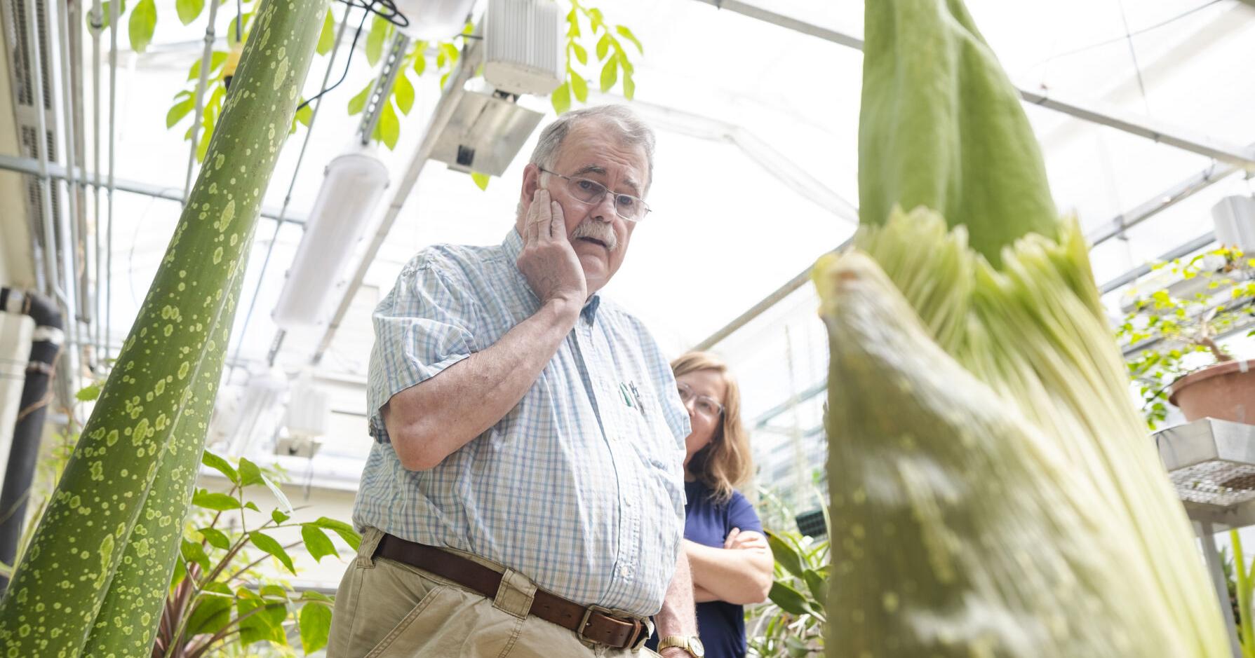 Alert: Stinky flower about to bloom at Gustavus greenhouse - Vimarsana News