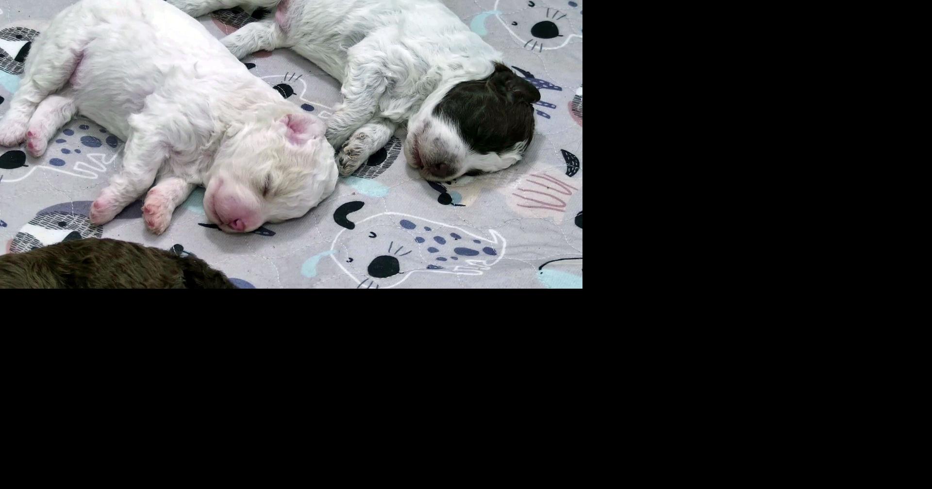 Need a smile? This livestream features 6 puppies all day long ...