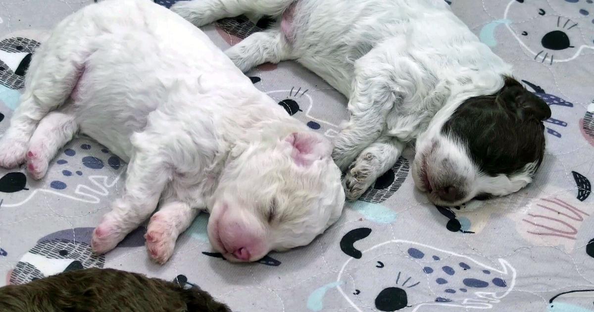Postman Letter Features Need a smile? This livestream features 6 puppies all day long ...