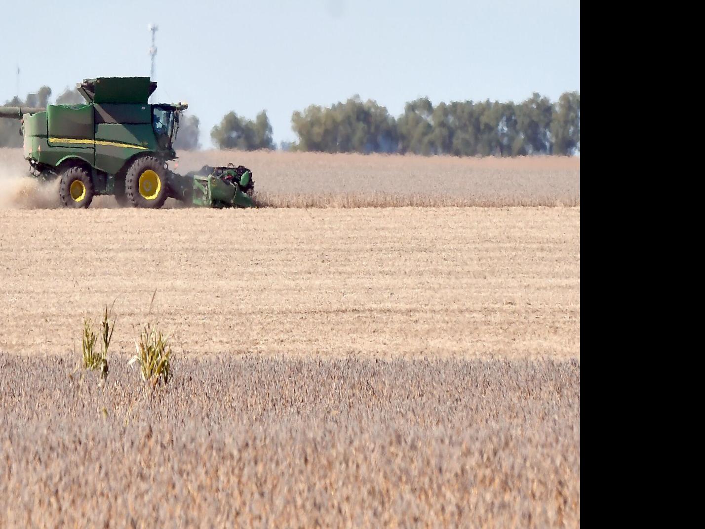 South-central area yields vary with widely divergent rainfall ...