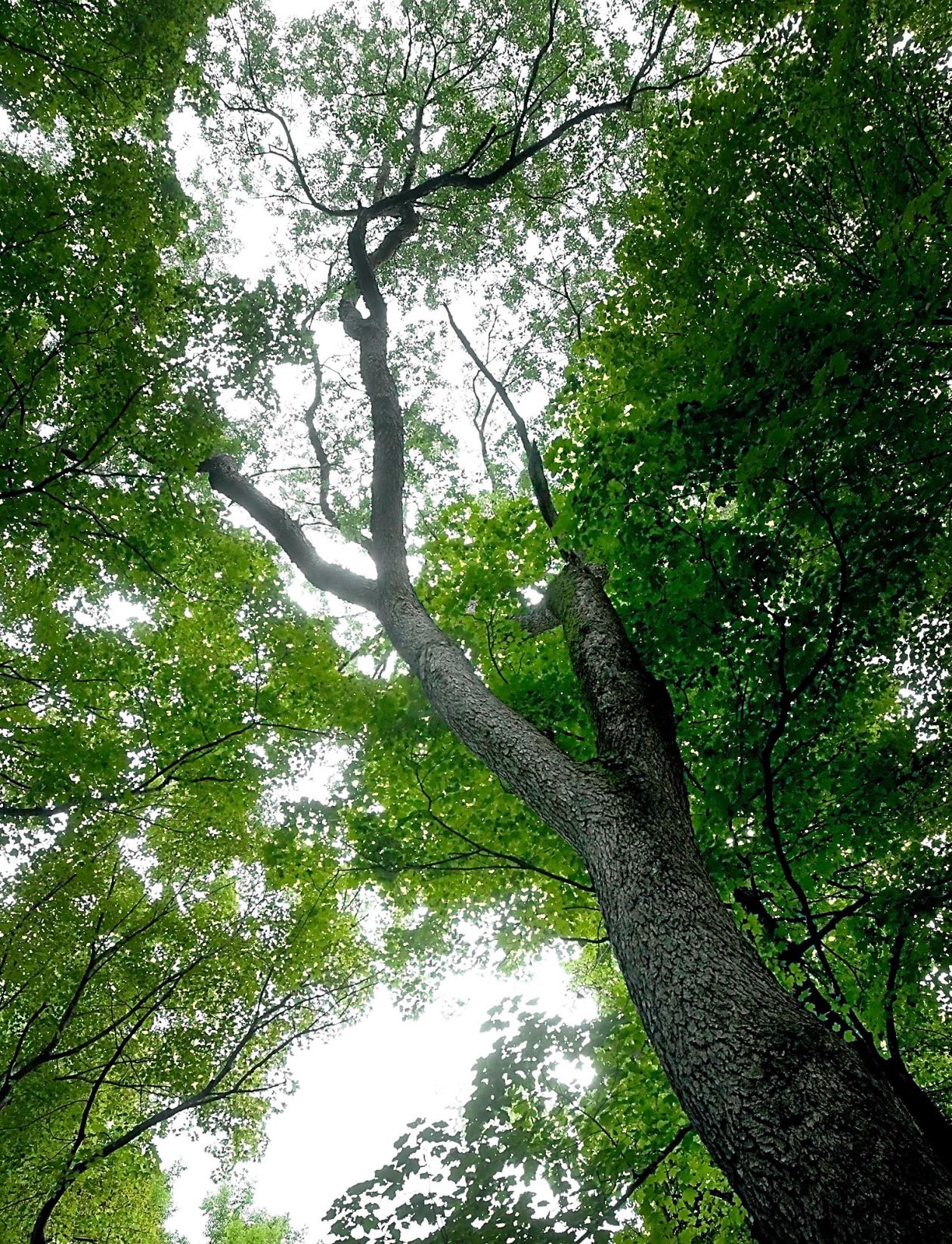 Black Cherry Tree At Seven Mile Creek Park Named Biggest Of Its Kind In   5d5460c28c2b5.image 