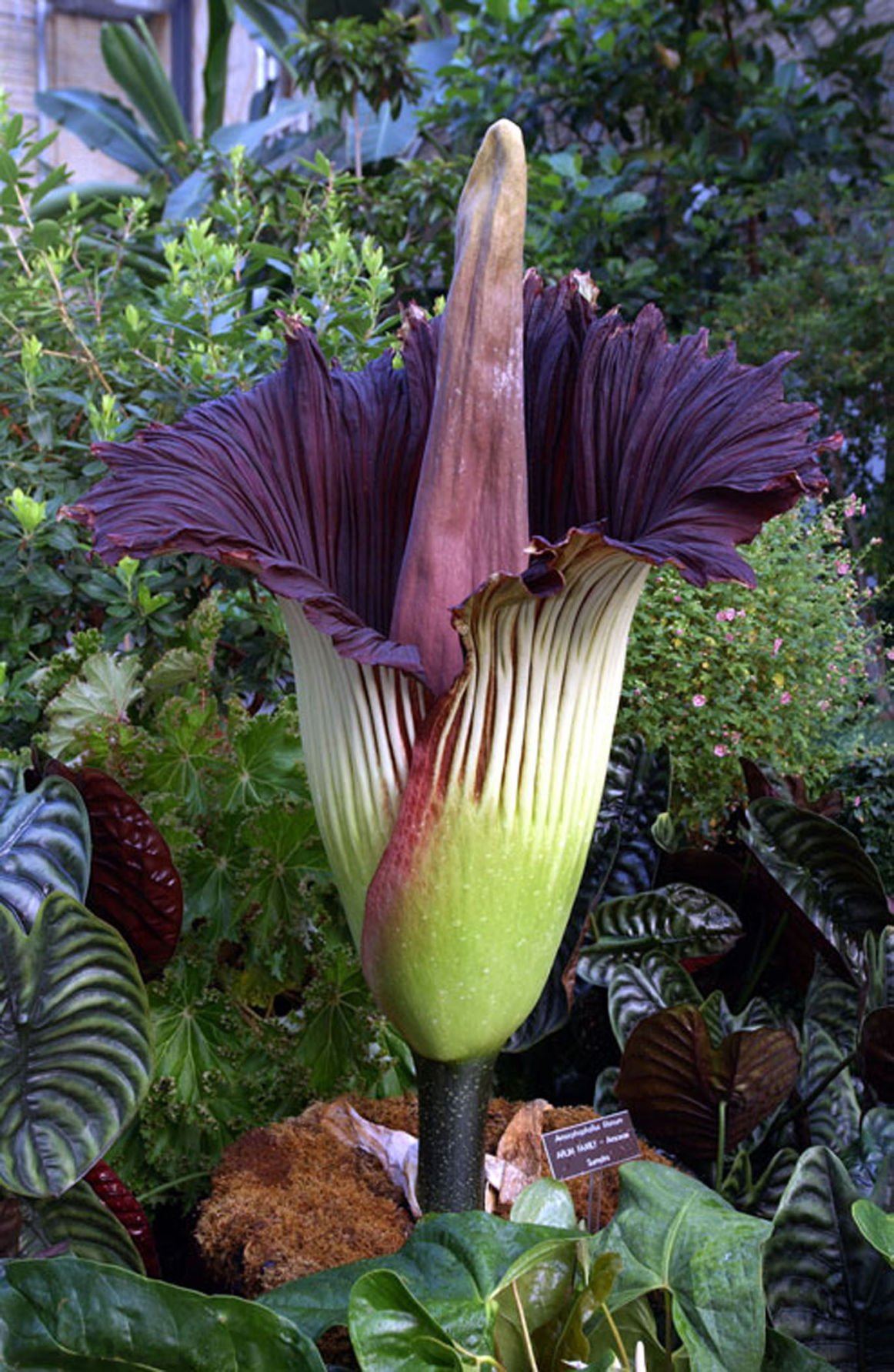 Rare corpse flower ripe for blooming Lifestyles