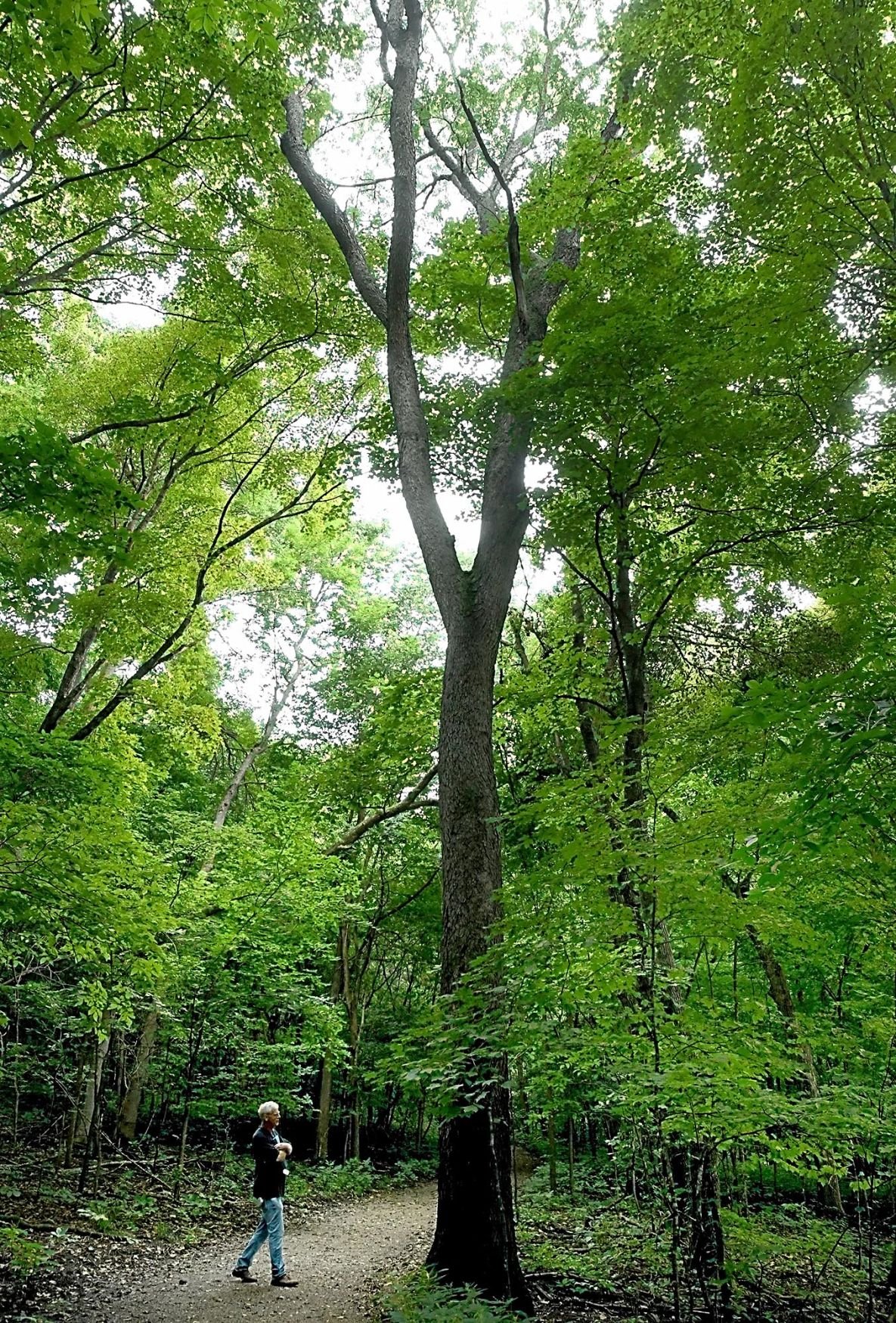 Black cherry tree at Seven Mile Creek Park named biggest of its kind in
