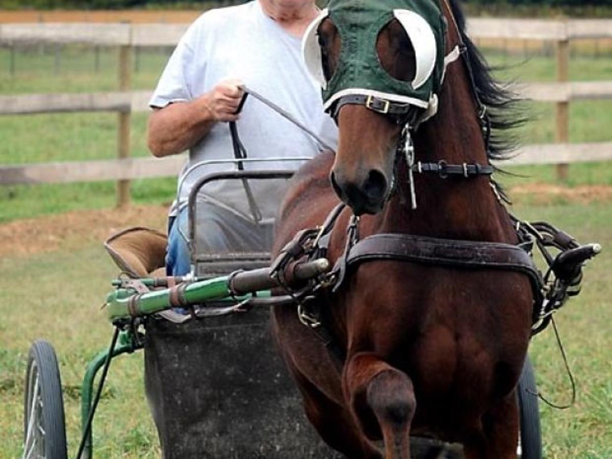 A Passion For Prancing Ponies Local News Mankatofreepress Com A Passion For Prancing Ponies Local News Mankatofreepress Com